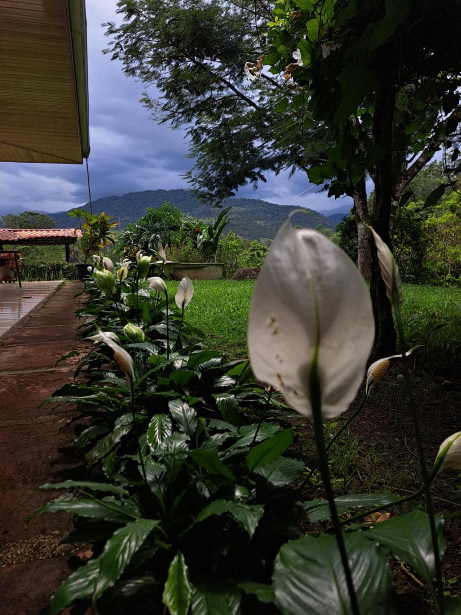 Hospedaje Luis & Ana Pejibaye Extérieur photo